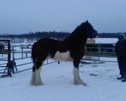 Pferd Calico Moto Moto (Clydesdale, 2015, von Calico Iggy)