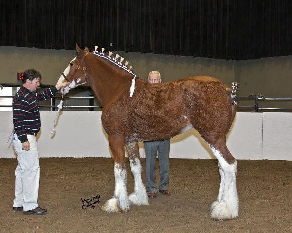 broodmare Calico Miss Feebee (Clydesdale, 2008, from Green Leaf Reflection)