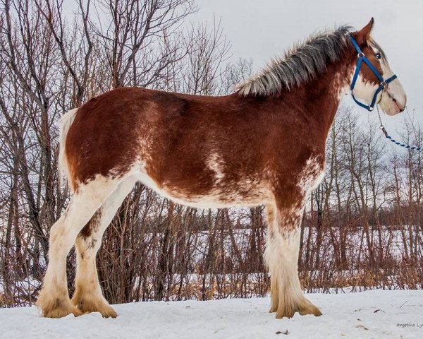 Zuchtstute Calico Lola (Clydesdale, 2014, von Hatfield Dagger)