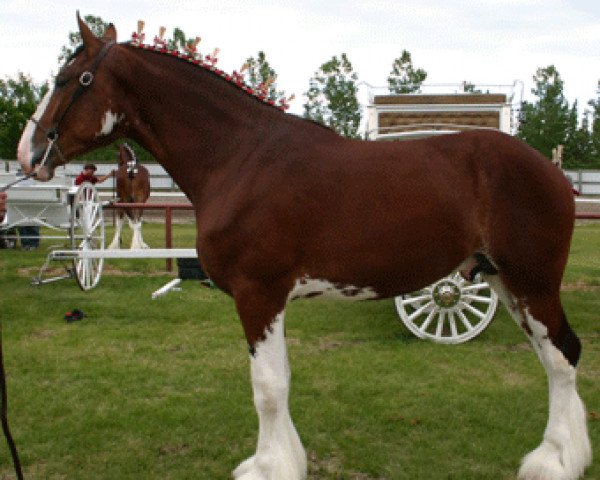 Deckhengst Hatfield Dagger (Clydesdale, 2008, von Spirit of Maple Stone)