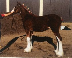 Zuchtstute Calico La La Loopsie (Clydesdale, 2014, von Hatfield Dagger)