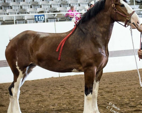 broodmare Calico Isabell (Clydesdale, 2011, from Cedarlane Carter)