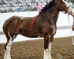 Zuchtstute Calico Isabell (Clydesdale, 2011, von Cedarlane Carter)