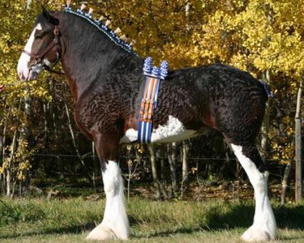 stallion Calico Iggy (Clydesdale, 2011, from Cedarlane Carter)