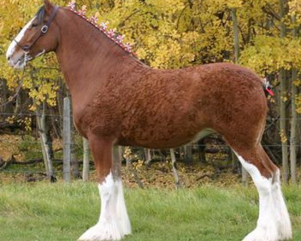 Zuchtstute Calico Heidi (Clydesdale, 2010, von Green Leaf Reflection)