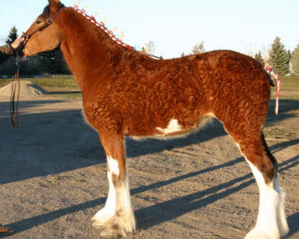 Zuchtstute Calico Garden of Eden (Clydesdale, 2007, von Claymore Royal Stewart)