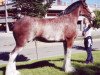 Zuchtstute Langbank Highland Lass (Clydesdale, 1999, von Belleau Annett's Adam)