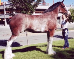 broodmare Langbank Highland Lass (Clydesdale, 1999, from Belleau Annett's Adam)