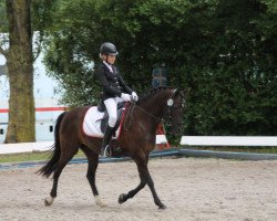 dressage horse Vanessa 219 (German Riding Pony, 2000, from Valido)