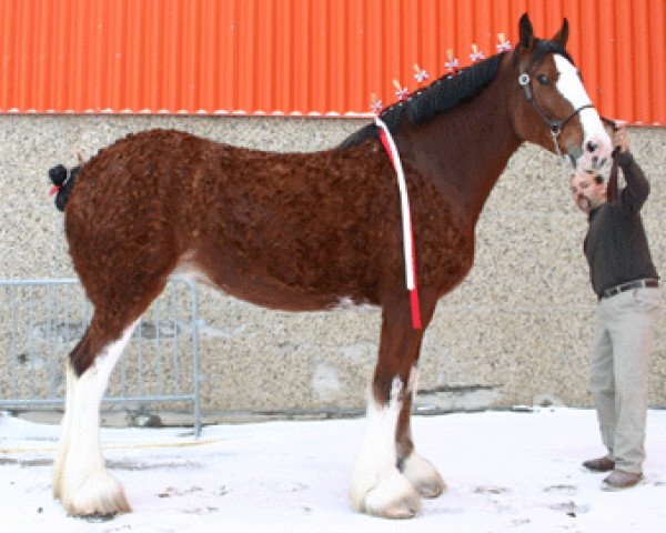 broodmare Calico Aleah Alexandria (Clydesdale, 2003, from Green Leaf Reflection)