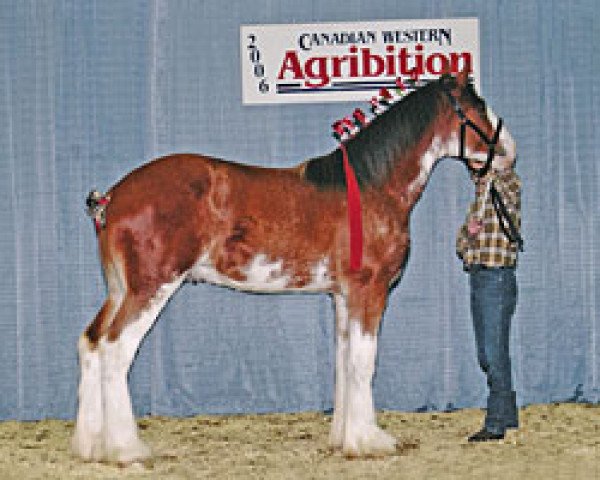 Deckhengst Cal-Eden Magic Griffen (Clydesdale, 2005, von Stone Croft Ayton Magic)