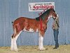 Deckhengst Cal-Eden Magic Griffen (Clydesdale, 2005, von Stone Croft Ayton Magic)