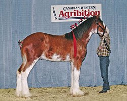 stallion Cal-Eden Magic Griffen (Clydesdale, 2005, from Stone Croft Ayton Magic)