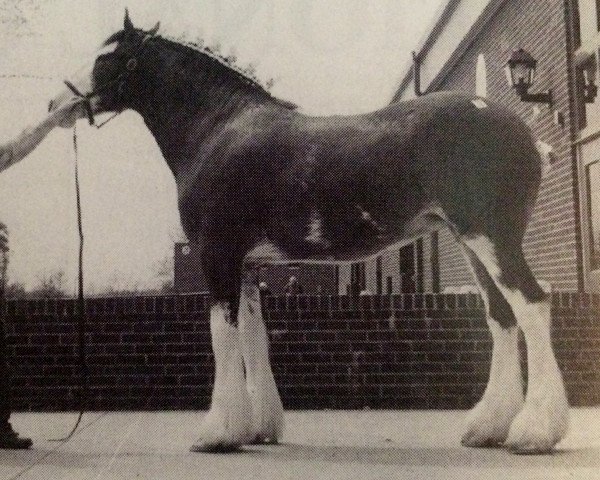 Zuchtstute Cal-Eden Bell (Clydesdale, 1993, von Solomon's Colonel)