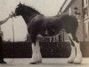 broodmare Cal-Eden Bell (Clydesdale, 1993, from Solomon's Colonel)