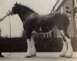 broodmare Cal-Eden Bell (Clydesdale, 1993, from Solomon's Colonel)