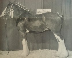 horse Cal-Eden King (Clydesdale, 1992, from Doura King O' the Ring)