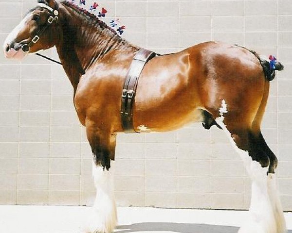 Deckhengst Cal-Eden Major Warwick (Clydesdale, 1999, von Doura Major)