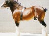 Deckhengst Cal-Eden Major Warwick (Clydesdale, 1999, von Doura Major)