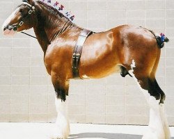 stallion Cal-Eden Major Warwick (Clydesdale, 1999, from Doura Major)