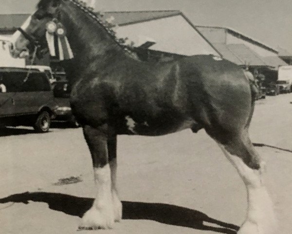 stallion Cal-Eden Major Dundee (Clydesdale, 2000, from Doura Major)