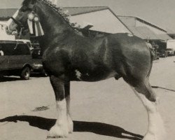 Deckhengst Cal-Eden Major Dundee (Clydesdale, 2000, von Doura Major)