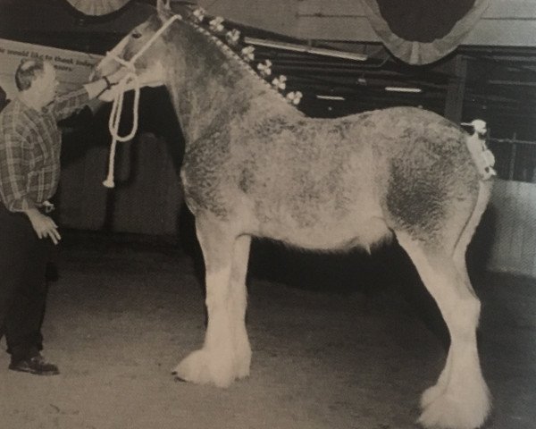 Zuchtstute Cal-Eden Kate (Clydesdale, 1996, von Westgate Ladysman)