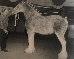 Zuchtstute Cal-Eden Kate (Clydesdale, 1996, von Westgate Ladysman)