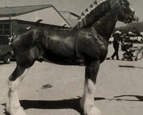 stallion Cal-Eden B.C. Major (Clydesdale, 2001, from Doura Major)