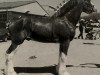 stallion Cal-Eden B.C. Major (Clydesdale, 2001, from Doura Major)