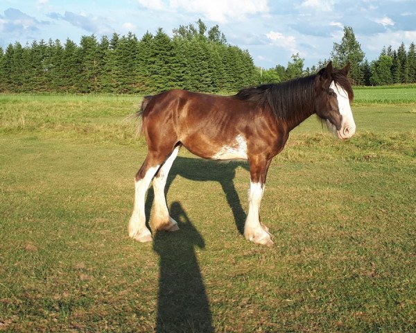 Pferd Cactus Hills Wasp (Clydesdale, 2017, von Priest Lake Samurai Warrior)