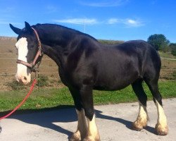 Zuchtstute Cactus Hills Sapphire (Clydesdale, 2002, von Ayton Black Prince)