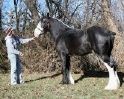 horse C3 Ruby's Diamond Dakota (Clydesdale, 2007, from Grandview Eli's Just-In-Step)