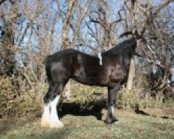 horse C3 Miracle Carly (Clydesdale, 2006, from Grandview Eli's Just-In-Step)