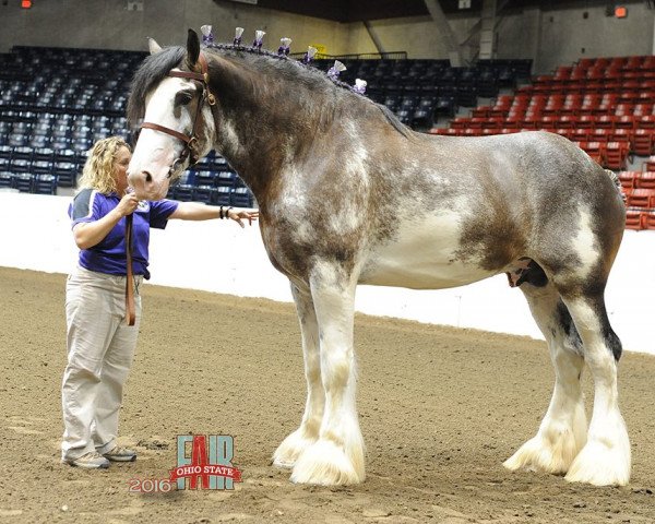 Deckhengst C3 Lucky's Ivan the Great (Clydesdale, 2012, von Pinnacle's Lucky Strike)