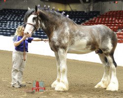 stallion C3 Lucky's Ivan the Great (Clydesdale, 2012, from Pinnacle's Lucky Strike)