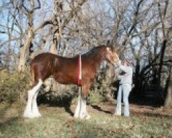 Pferd C3 Goodtime Ernie (Clydesdale, 2008, von Columbine Goodtime Charlie)