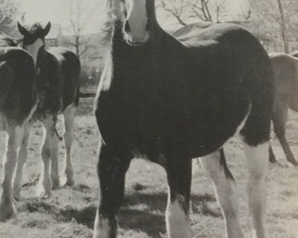 broodmare Wooden Spoke Claire Maxton (Clydesdale, 1999, from Greendykes Maxton)