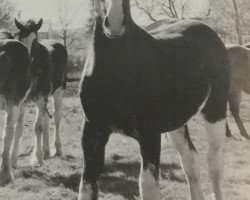 Zuchtstute Wooden Spoke Claire Maxton (Clydesdale, 1999, von Greendykes Maxton)