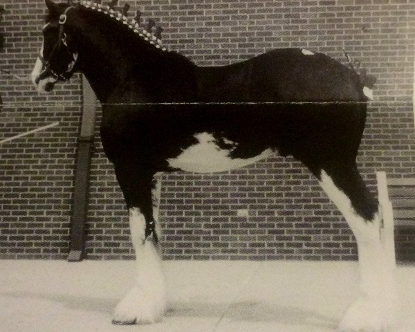 Deckhengst Dew Ridge Prince 2nd (Clydesdale, 1999, von Donegal King David)