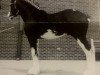 Deckhengst Dew Ridge Prince 2nd (Clydesdale, 1999, von Donegal King David)