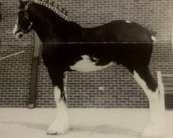 stallion Dew Ridge Prince 2nd (Clydesdale, 1999, from Donegal King David)