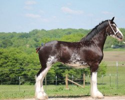 Pferd C3 Envy's Kellie (Clydesdale, 2014, von Somewhere Doc's Blackun Decker)