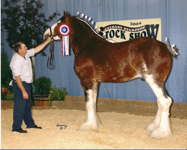 stallion Green Leaf Cornerstone (Clydesdale, 2001, from Collessie Crackerjack)