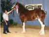 stallion Green Leaf Cornerstone (Clydesdale, 2001, from Collessie Crackerjack)