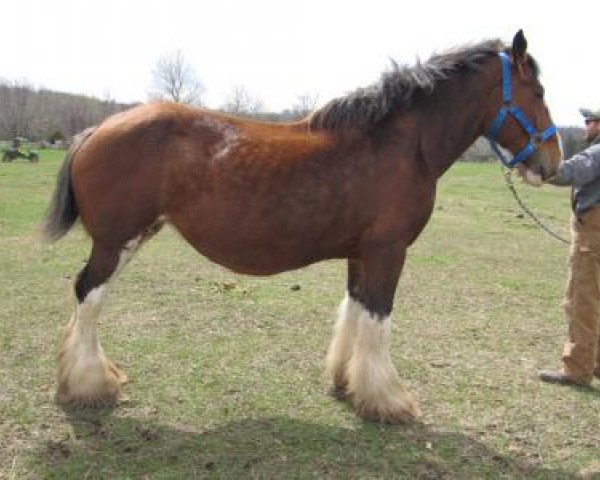 Zuchtstute Rock and Rail Emmerie (Clydesdale, 2007, von Green Leaf Cornerstone)