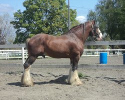 stallion Rock and Rail Phylo (Clydesdale, 2004, from Plunton Tiarnan Ruarc)