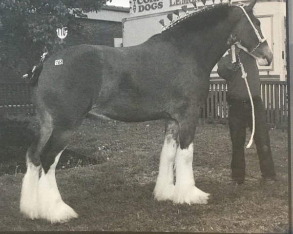 Zuchtstute Wyndale Lucinda (Clydesdale, 2006, von Cal-Eden B.C. Major)