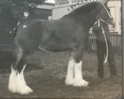 broodmare Wyndale Lucinda (Clydesdale, 2006, from Cal-Eden B.C. Major)