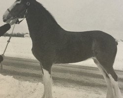 Zuchtstute Sonny Acres Windemere (Clydesdale, 2008, von Plunton Calum Maelogan)